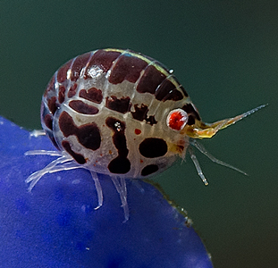 Even the smallest animals are incredible!